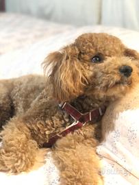 Barboncino da monta età 4 anni