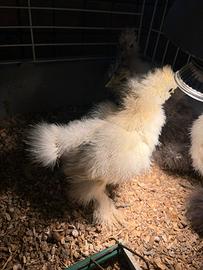 Galline/Galli Moroseta