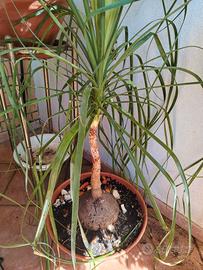 Beaucarnea recurvata