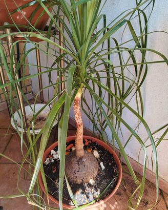Beaucarnea recurvata