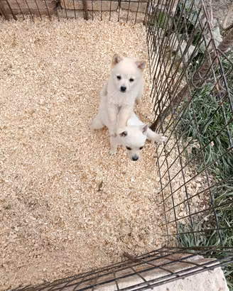Ultima volpina femmina piccolina