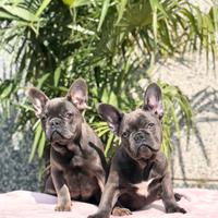 Bouledogue francese