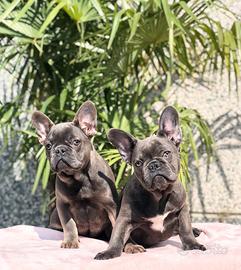 Bouledogue francese