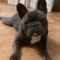 Bulldog francese disponibile per monta