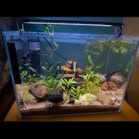 acquario zen 30 lt 
