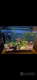 acquario zen 30 lt 