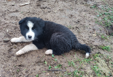 Cucciolo di Border Collie maschietto di due mesi
