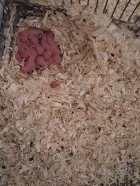 Cuccioli di criceto dorato