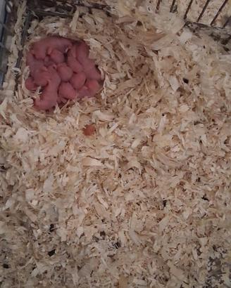 Cuccioli di criceto dorato