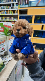 Mini toy cuccioli garantiti barboncini spitz malti