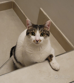 Gattina figlia unica