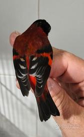 Cardinalini del Venezuela