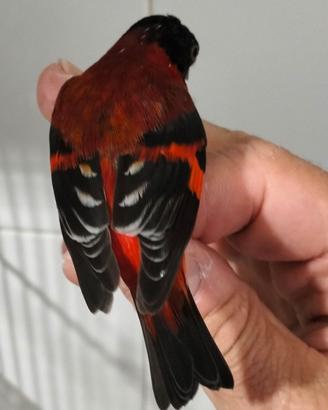 Cardinalini del Venezuela