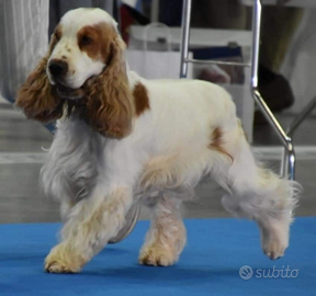 Cocker Spaniel Inglese