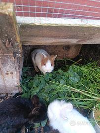 Coppie coniglietti testa dì leone