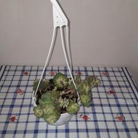 sedum palmeri