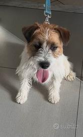 Disponibile per monta