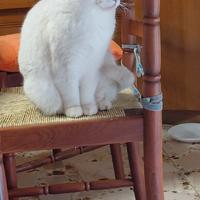 Brithish shorteir femmina