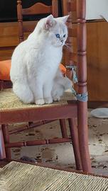 Brithish shorteir femmina