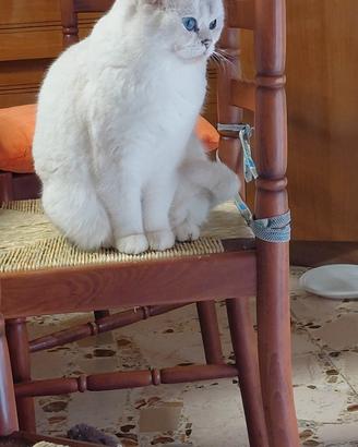 Brithish shorteir femmina