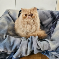 Gatto persiano da monta