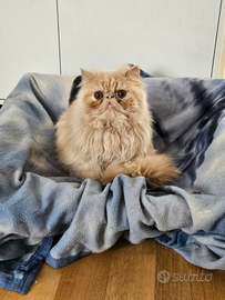 Gatto persiano da monta