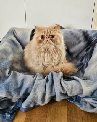 Gatto persiano da monta