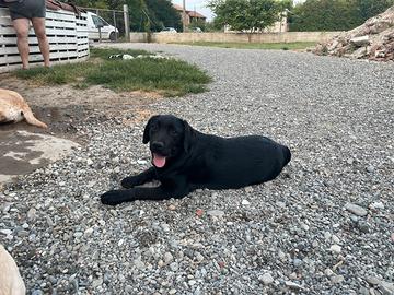 Labrador cuccioli