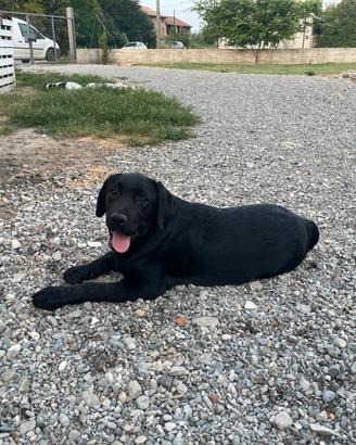 Labrador cuccioli