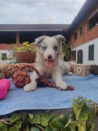 Border Collie cucciolo