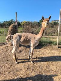 Alpaca maschi stalloni
