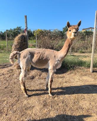 Alpaca maschi stalloni