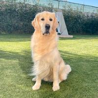 Golden retriever per accopiamento