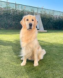 Golden retriever per accopiamento