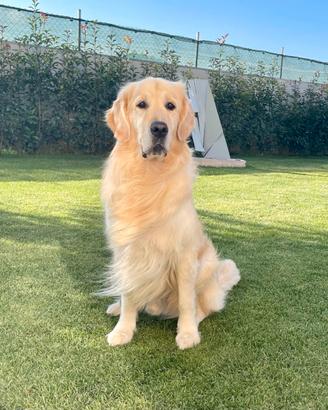 Golden retriever per accopiamento