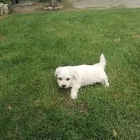 Maltese toy