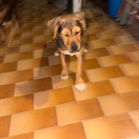 Bellissime femminucce