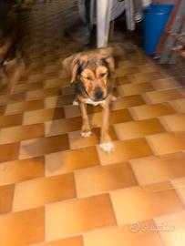 Bellissime femminucce