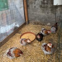 Brahma Bianco Columbia e Perniciato oro orlo nero