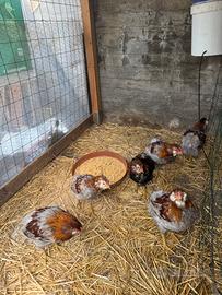 Brahma Bianco Columbia e Perniciato oro orlo nero