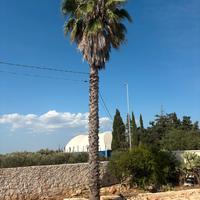 washingtonia