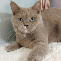 British Shorthair lilac