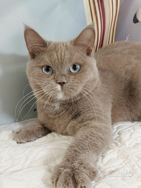 British Shorthair lilac