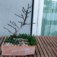 Bonsai morto di pianta del pepe