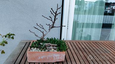 Bonsai morto di pianta del pepe