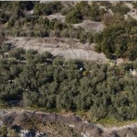 Oliveto