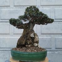 Bonsai olivastro