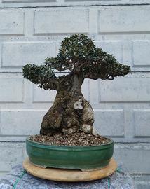 Bonsai olivastro