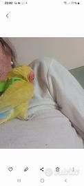 Pappagalli inseparabili