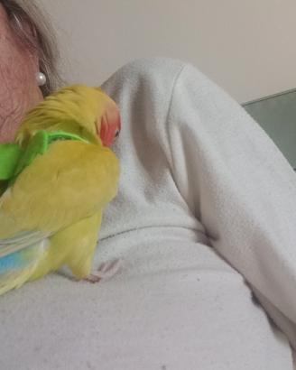 Pappagalli inseparabili